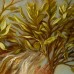 The Transformation of Daphne: The Myth of Daphne and Apollo